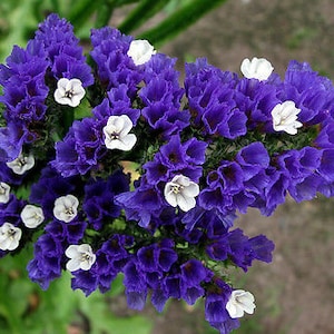 Può includere: Un mazzo di fiori di statice viola con fiori bianchi. I fiori sono disposti a forma di cuore.