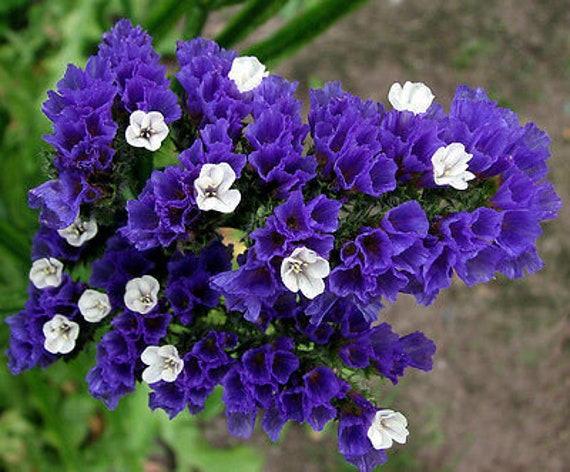 STATICE Blue Dry Flower 100 Seeds SEA LAVENDER Limonium Sinuatum