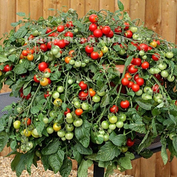 Cherry Tomato Bajaja 40 Seeds Balcony Patio Tomato Etsy
