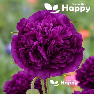 Papavero - DOPPIO VIOLA - Papaver somniferu - 600 semi - Fiore annuale