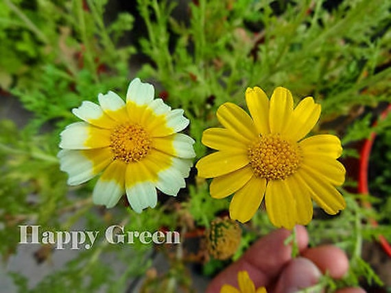 Chrysanthemum coronarium 2024