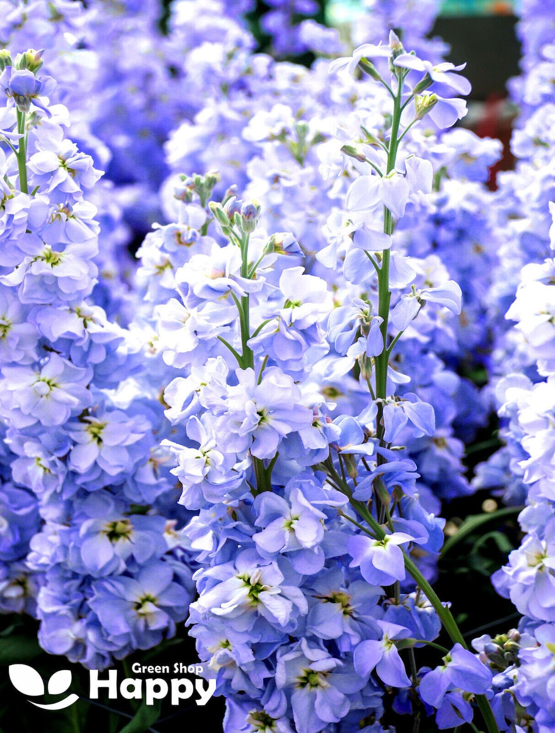 Matthiola Stock Ten Week Light Blue 100 Seeds - Matthiola Incana Large ...