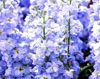 Matthiola stock ten week light blue 100 seeds - matthiola incana large flowered