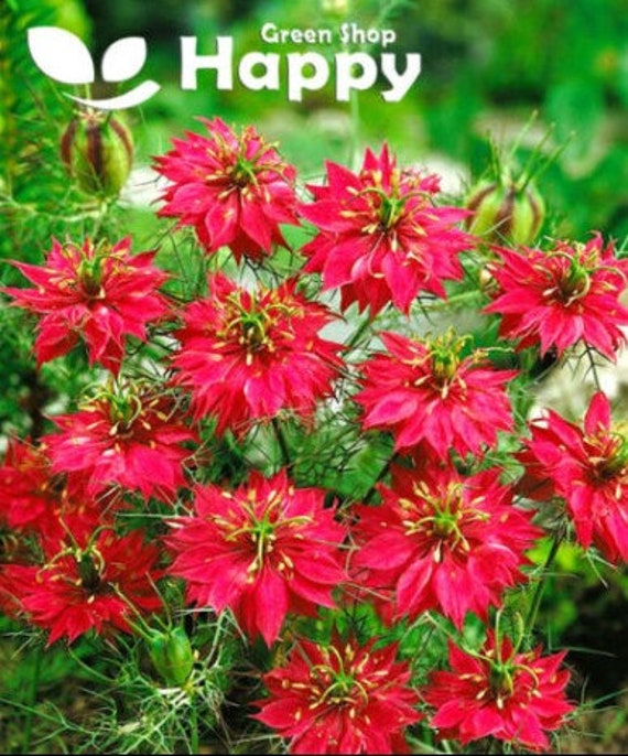 LOVE in a MIST RED - persian jewels - 700 seeds - Nigella