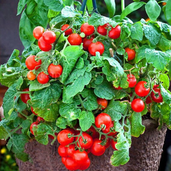 Vegetable - CHERRY TOMATO - GARTENPERLE - 150 Seeds - Tomato Seeds -  Trailing Tomato - Etsy