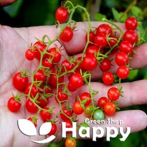 Puede incluir: Una mano sosteniendo un racimo de tomates cherry rojos brillantes en una vid. Los tomates son pequeños y redondos, y están agrupados en la vid. La vid es verde y tiene pequeñas hojas. La mano sostiene la vid en el medio, y los tomates cuelgan a ambos lados. El fondo está desenfocado, pero parece ser un jardín.