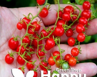 Vegetable - Tomato Red Currant F1 Sweet Pea - 30 seeds - Selected seeds