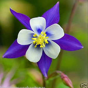 COLUMBINE MIX Mrs Scott Elliott 250 Seeds Aquilegia caerulea hybrida image 8