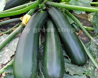 Zucchini - Black beauty - 50 seeds - Courgette squash seeds