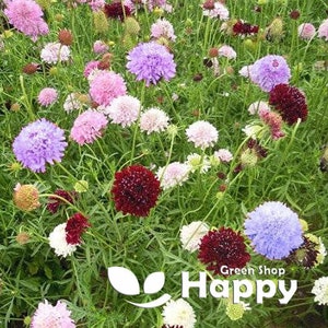 Pincushion Flower Double Dwarf Mix - 50 SEEDS - Scabiosa atropurpurea - Annual