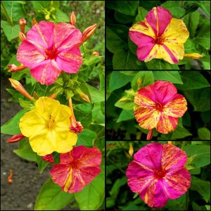 MARVEL OF PERU Mixed - Four O'clock - Mirabilis jalapa - 45 frön - Ettårig blomma