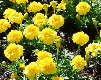 Peut inclure: Une image rapprochée d'un massif de fleurs de souci jaunes en fleurs. Les fleurs sont à différents stades de floraison, certaines étant complètement ouvertes et d'autres encore en bouton. Les fleurs sont entourées de feuilles vertes. Le texte "Happy Green" est visible sur l'image.