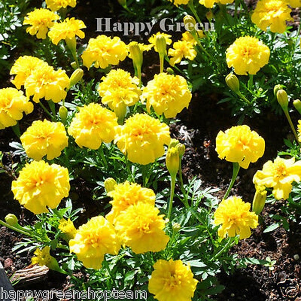 French Marigold - PETITE YELLOW - 350 seeds - Tagetes Patula nana Annual flower