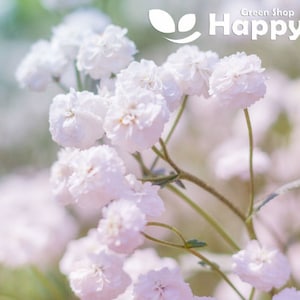 Op de afbeelding: Een close-up van een tros delicate witte bloemen met groene stelen. De bloemen zijn in een losse, natuurlijke bos samengesteld. De achtergrond is een zacht, wazig groen.
