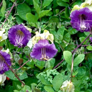 15 seeds CUP AND SAUCER vine white or blue Cobaea scandens Annual climber flower image 2