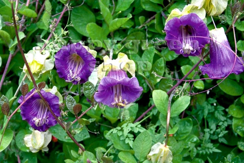 15 seeds CUP AND SAUCER vine white or blue Cobaea scandens Annual climber flower image 2