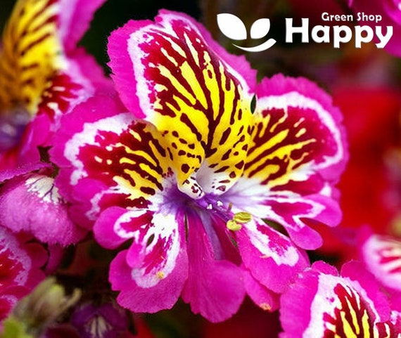 2200 Seeds ANGEL WINGS Mix Schizanthus Wisetonensis - Annual Flower -  Tigered Flowers - Pyramidal Plant Form - Etsy