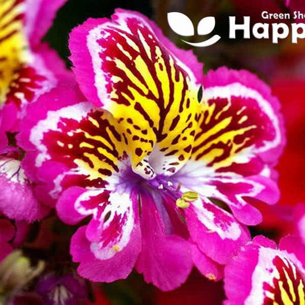 2000 zaden ANGEL WINGS mix Schizanthus wisetonensis - Jaarlijkse bloem - getijgerde bloemen - piramidale plantvorm