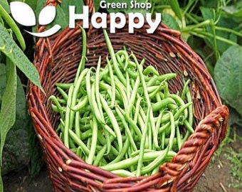 Blue Lake - Climbing French Bean - 70 Seeds - Heritage - Vegetable bean seeds