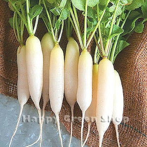 Rabanete Branco Longo - Rabanete Branco Sincelo - 700 sementes - Raphanus sativus