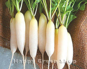 White Long Radish - White Icicle Radish - 700 seeds - Raphanus sativus