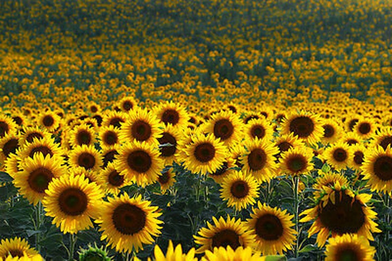 MEXICAN GIANT SUNFLOWER Edible Yellow Helianthus Annuus Etsy