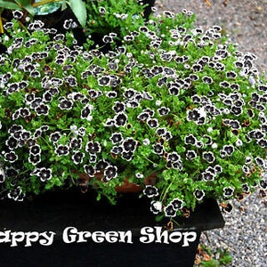 Pennie Black 300 SEEDS Nemophila Discoidalis Balcony Flower Baby Black image 1