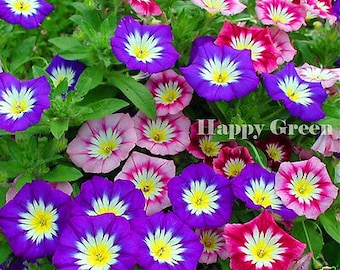Dwarf Morning Glory Ensign Mix - 110 seeds  -  Convolvulus Tricolor - FLOWER