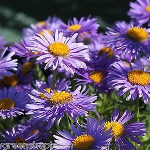 ALPINE ASTER Mixed COLOURS 150 seeds Aster Alpinus Rockery Flower image 8