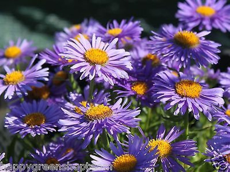 ALPINE ASTER Mixed COLOURS 150 seeds Aster Alpinus Rockery Flower image 8