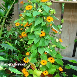 Peut inclure: Une plante en pot avec des feuilles vertes et des fleurs en trompette orange vif. La plante pousse sur un treillis et le texte "Happy Green" est visible sur l'image.