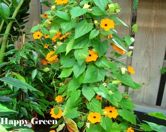 20 SAMEN - Orange Thunbergie - Black Eyed Susan - Thunbergia alata - Kletterpflanze