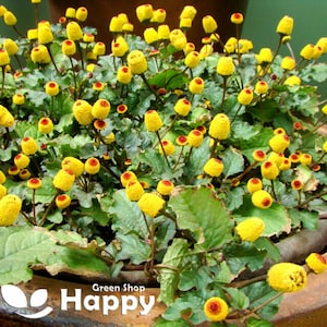 May include: A close-up of a potted plant with bright yellow button-like flowers. The plant is in a terracotta pot and the flowers are clustered together. The text "Green Shop Happy" is visible at the bottom of the image.