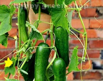 Mini cucumber seeds - BETH ALPHA - 40 SEEDS - Vegetable seeds
