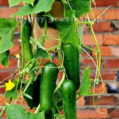 Mini cucumber seeds - BETH ALPHA - 80 SEEDS - Vegetable seeds