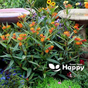 MEXICAN BUTTERFLY WEED Red 40 seeds Asclepias curassavica Perennial flower image 2