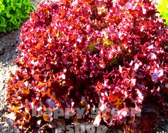 LOLLO ROSSO - Loosy leaf lettuce - 1000 seeds - vegetable seeds