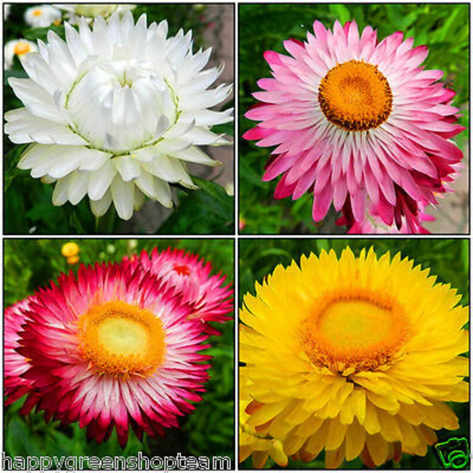 STRAWFLOWER DWARF Tom Thumb Mixed 800 Seeds Helichrysum Etsy Canada