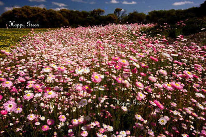 Paper Daisy Everlasting 550 SEEDS Helipterum Roseum Giant flowered mixture image 2