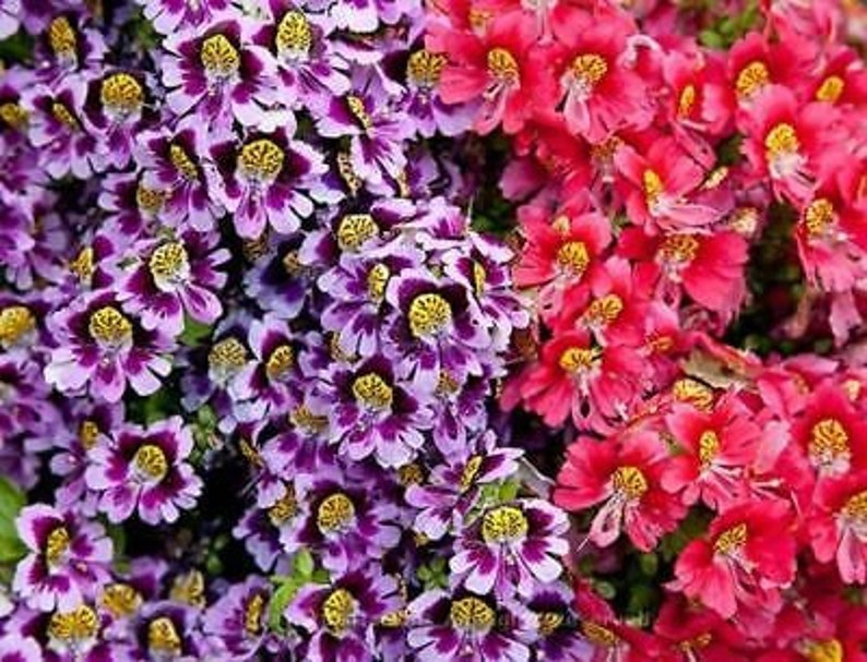 2000 seeds ANGEL WINGS mix Schizanthus wisetonensis Annual flower tigered flowers pyramidal plant form image 5