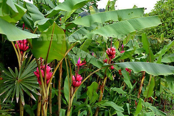 PINK BANANENPFLANZE - 10 Samen - sehr einfach zu zchten - Musa velutina -  Indoor Outdoor Pflanze - Etsy.de