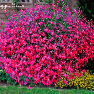 7000 seeds - Trailing Lobelia - CASCADE SERIES RED - Lobelia Pendula