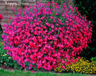 7000 seeds - Trailing Lobelia - CASCADE SERIES RED - Lobelia Pendula