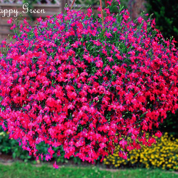 7000 seeds - Trailing Lobelia - CASCADE SERIES RED - Lobelia Pendula