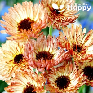 Peut inclure: Gros plan sur un bouquet de fleurs de calendula orange et jaune avec des rayures rouges. Les fleurs ont un centre brun foncé et sont disposées en grappe.