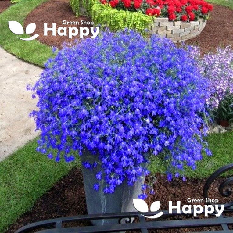 Trailing Lobelia BLUE SAPPHIRE 6000 Seeds Lobelia Pendula Etsy UK