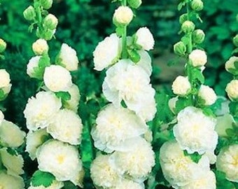 Hollyhock - 50 seeds - CHATERS DOUBLE TRIUMPH White - Althaea rosea - Flower