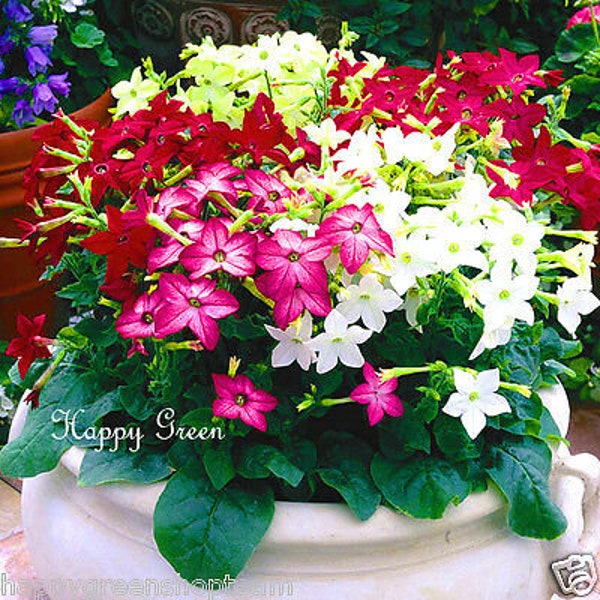 FLOWERING TOBACCO - Mixed Dwarf - 2000 seeds - Nicotiana alata nana