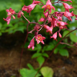 RED CORAL BELLS Heuchera Sanguinea 2700 seeds Perennial flower Cut Flower Rockery Garden image 2