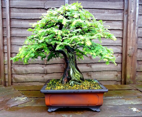 10 Dawn Redwood Seeds Bonsai Seeds Metasequoia Glyptostroboides